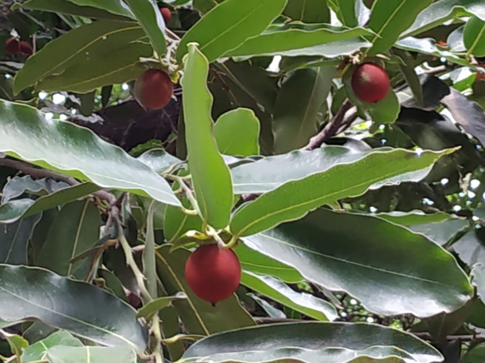 Fruit on a Tree in Epress Botanical Garden