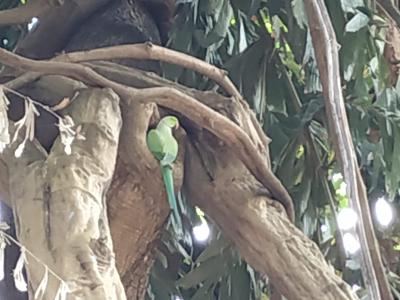 Attempt to capture a parrot at Empress Botanical Garden