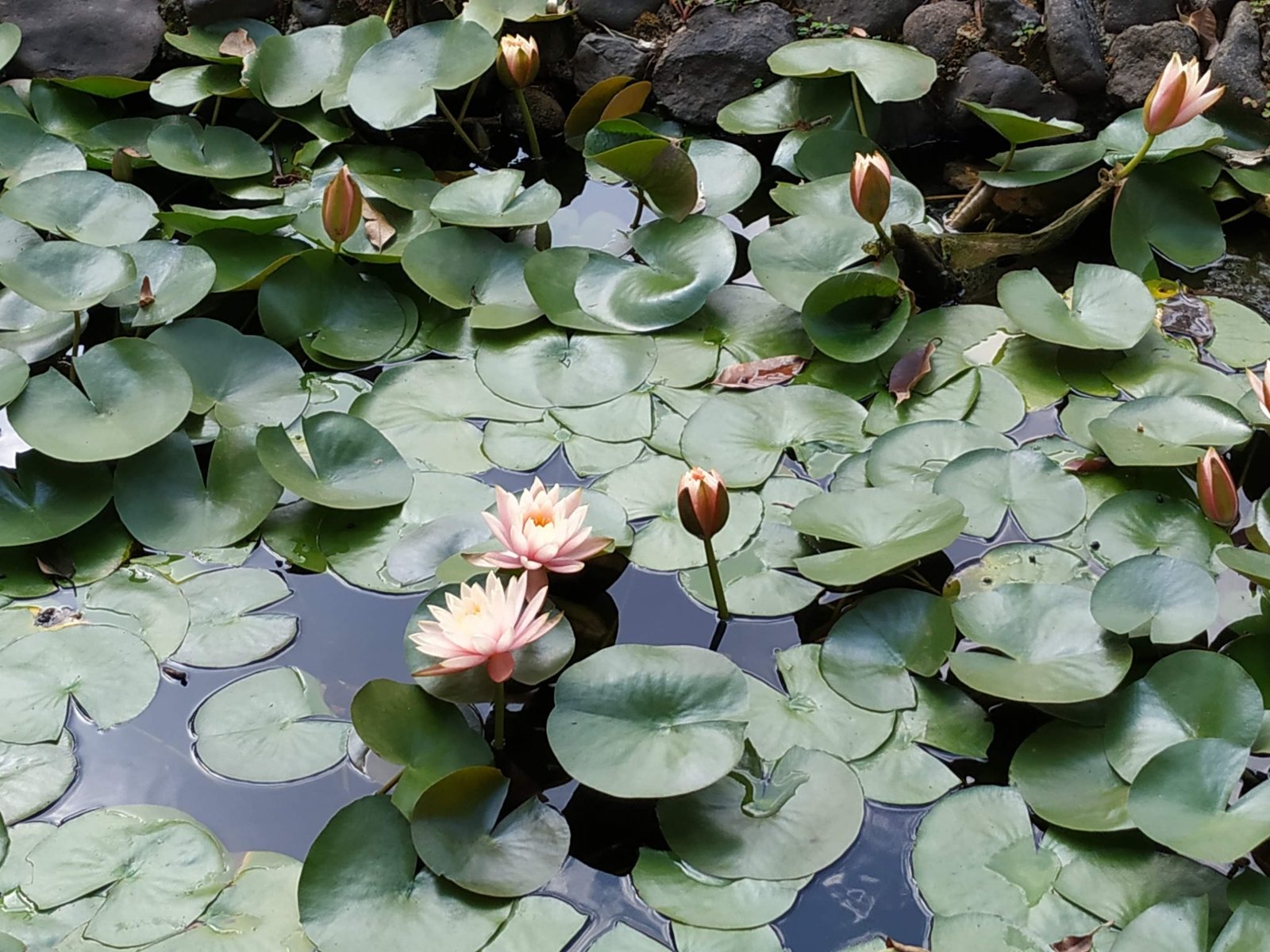 At Mapro Garden, Panchgani